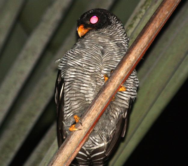 Búho Blanquinegro (Strix nigrolineata)