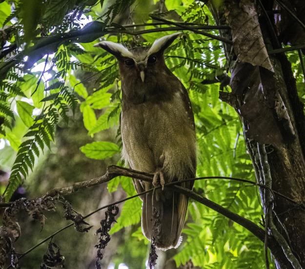 Búho Cuernos Blancos (Lophostrix cristata)