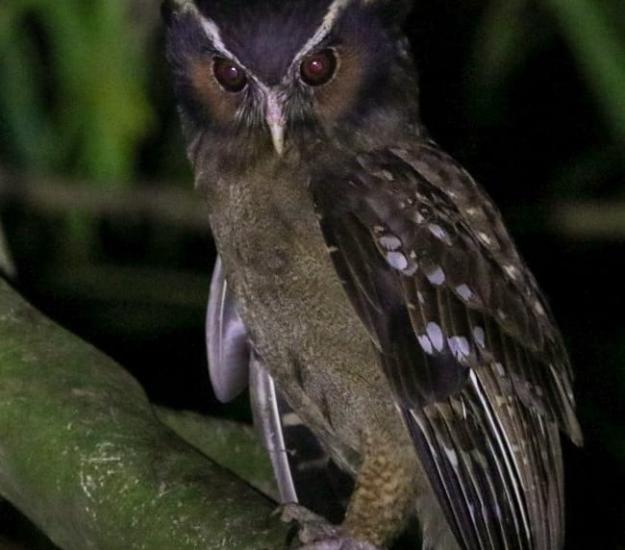 Búho Cuernos Blancos (Lophostrix cristata)