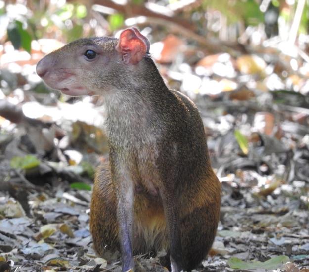 Guatusa Centroamericana (Dasyprocta punctata)