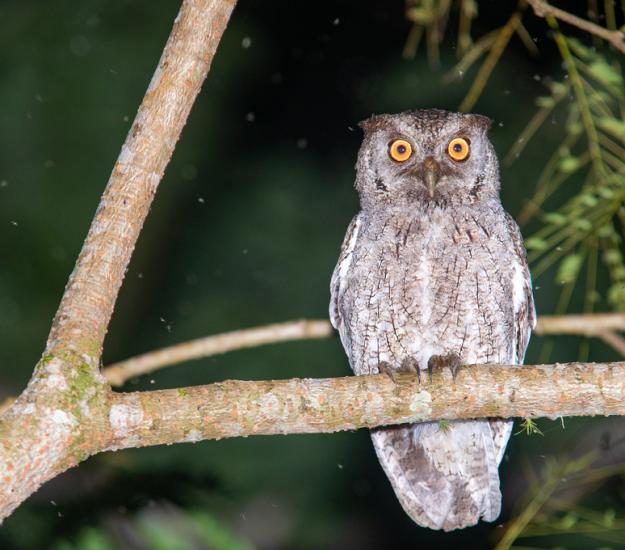 Lechucita Sabanera (Megascops cooperi)