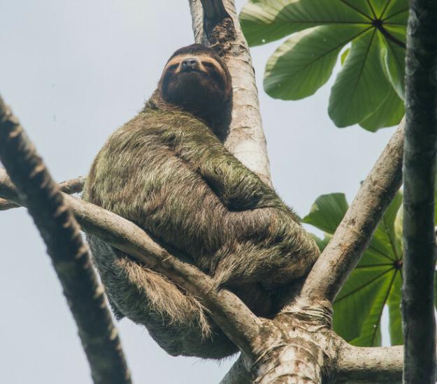 Perezoso de Tres Dedos (Bradypus variegatus)