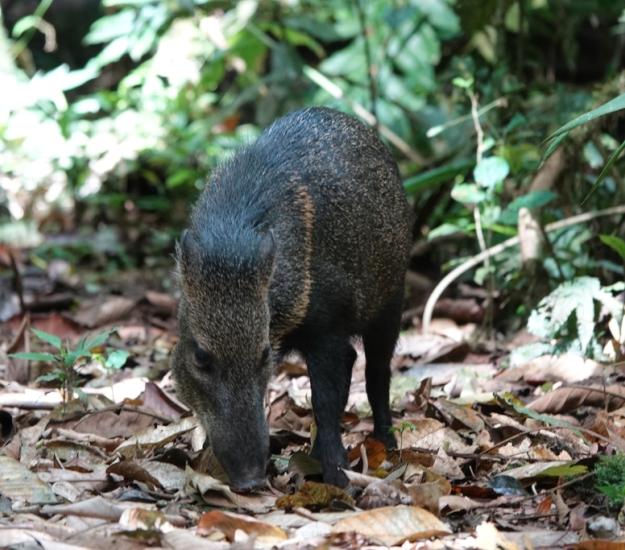 Saíno (Pecari tajacu)