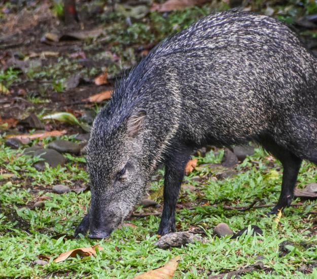 Saíno (Pecari tajacu)