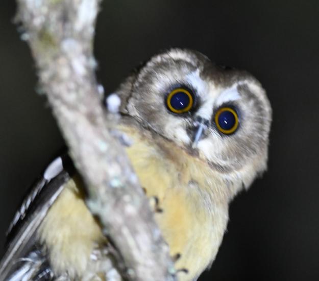 Tecolote Oyamelero Sureño (Aegolius ridgwayi)