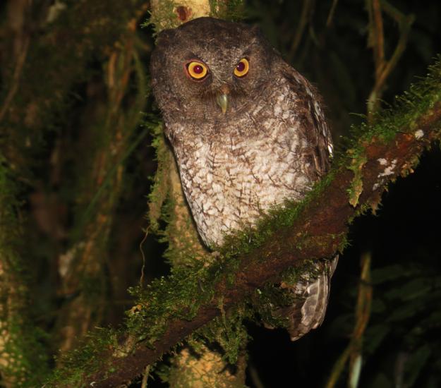 Tecolote Sapo (Megascops guatemalae)