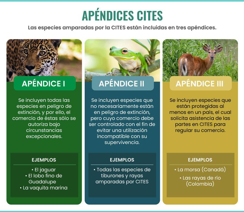 Infografía apéndices CITES