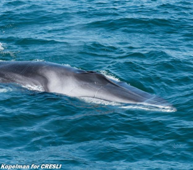 Ballena de aleta
