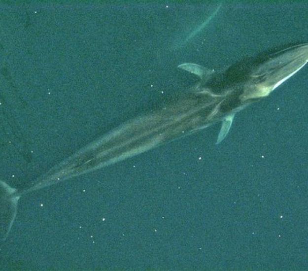 Ballena de aleta