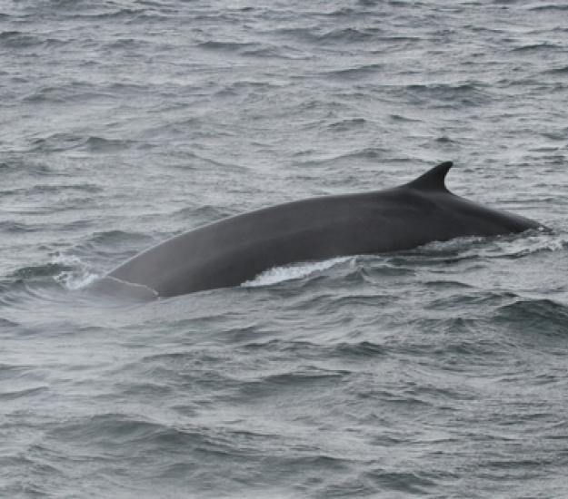 Ballena de aleta