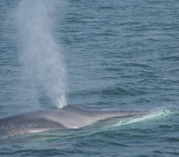 Ballena de aleta