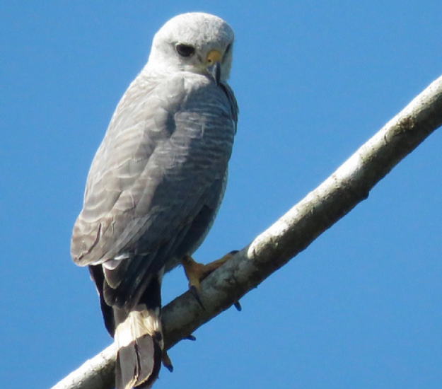 Aguililla Gris Meridional (Buteo nitidus)