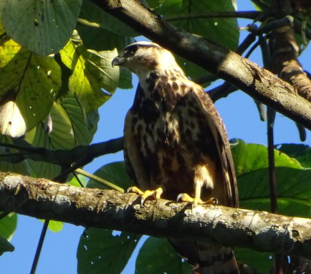 Aguililla Gris Meridional (Buteo nitidus)