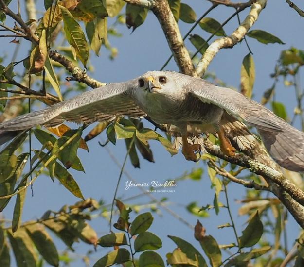 Aguililla Gris Meridional (Buteo nitidus)