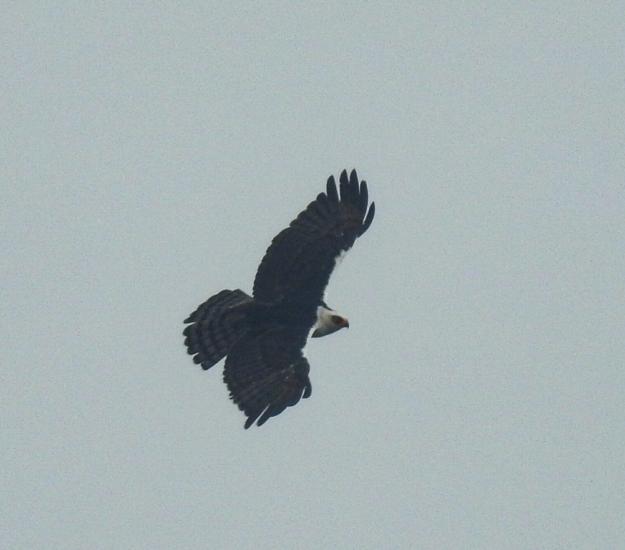 Águila Albinegra (Spizaetus melanoleucus)
