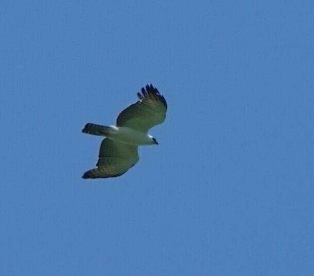 Águila Albinegra (Spizaetus melanoleucus)