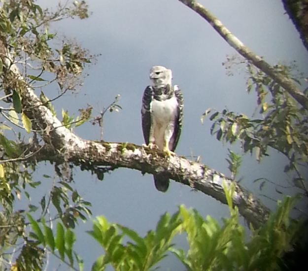 Águila Arpía (Harpia harpyja)
