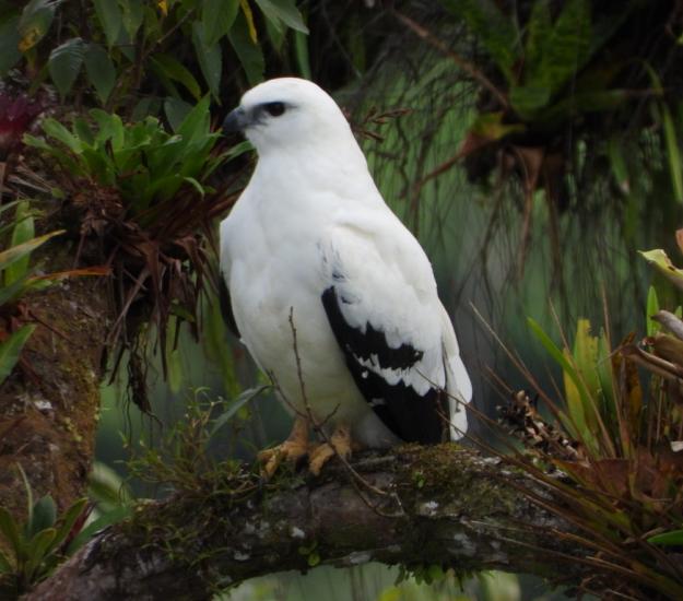 Aguililla Blanca (Pseudastur albicollis)