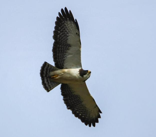 Aguililla Cola Corta (Buteo brachyurus)
