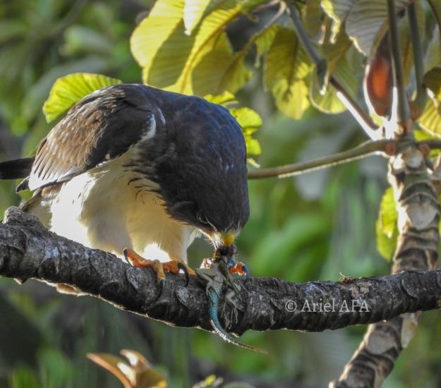 Aguililla Cola Corta (Buteo brachyurus)