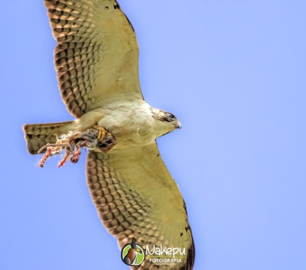 Aguililla Cola Corta (Buteo brachyurus)