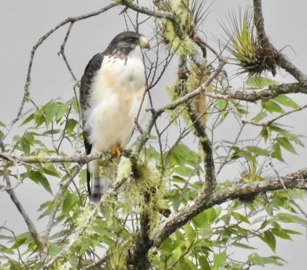 Aguililla Cola Corta (Buteo brachyurus)