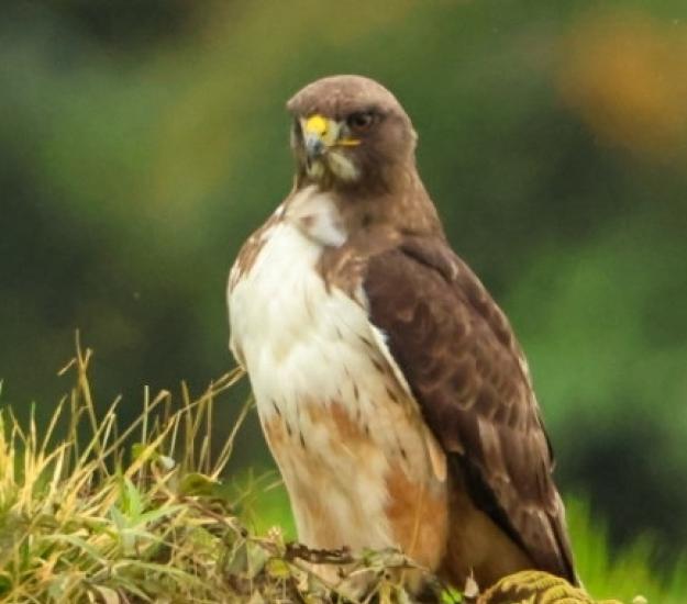 Aguililla Cola Roja (Buteo jamaicensis)