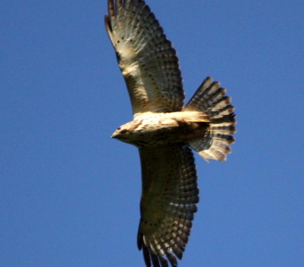 Aguililla Cola Roja (Buteo jamaicensis)