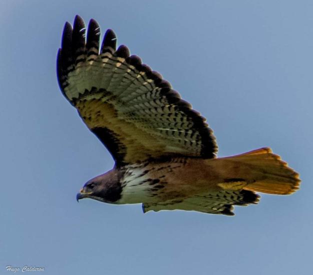 Aguililla Cola Roja (Buteo jamaicensis)
