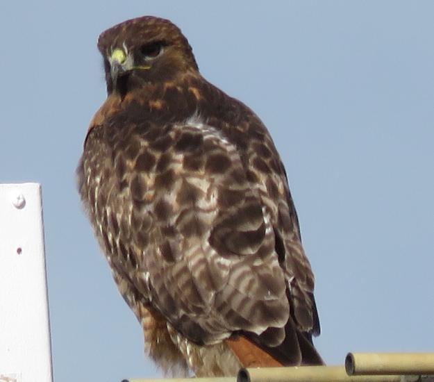 Aguililla Cola Roja (Buteo jamaicensis)