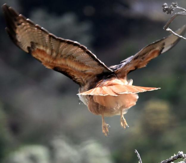 Aguililla Cola Roja (Buteo jamaicensis)