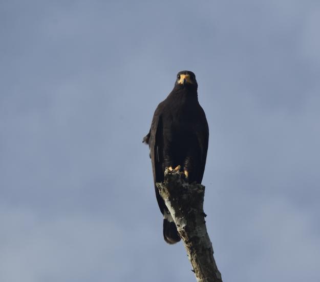Aguililla Negra Mayor (Buteogallus urubitinga)