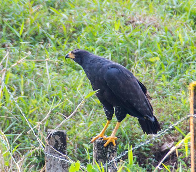 Aguililla Negra Mayor (Buteogallus urubitinga)
