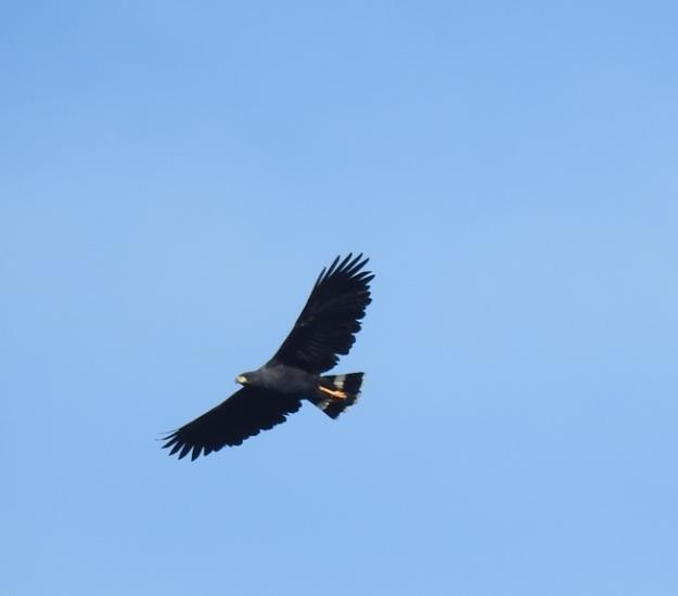 Aguililla Negra Mayor (Buteogallus urubitinga)