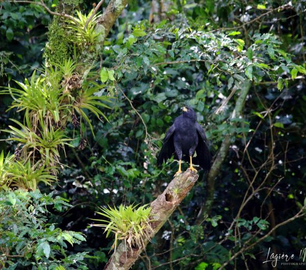Aguililla Negra Mayor (Buteogallus urubitinga)