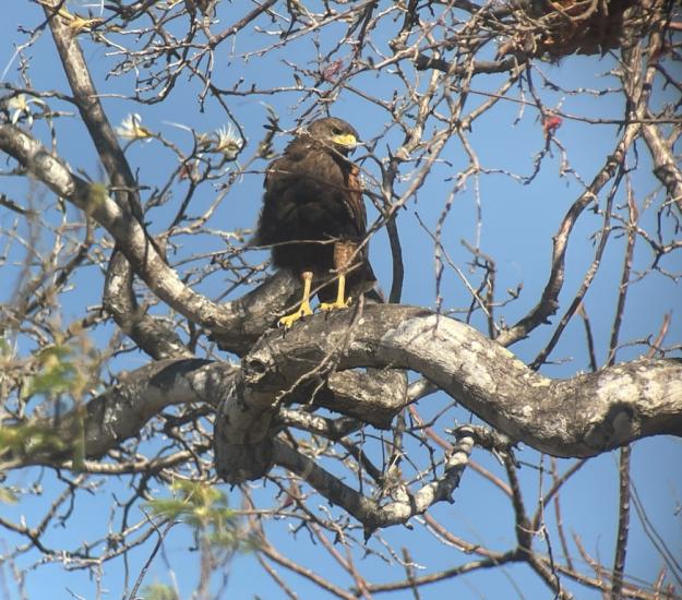 Aguililla Rojinegra (Parabuteo unicinctus)