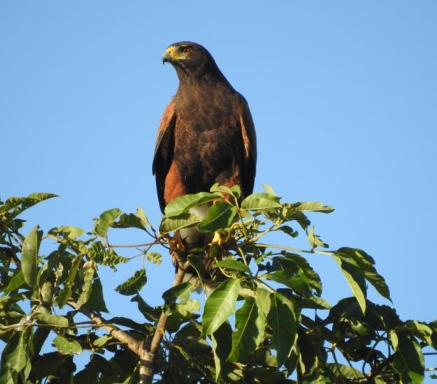 Aguililla Rojinegra (Parabuteo unicinctus)