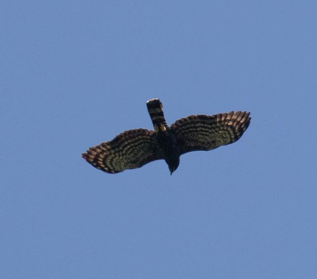 Águila Tirana (Spizaetus tyrannus)
