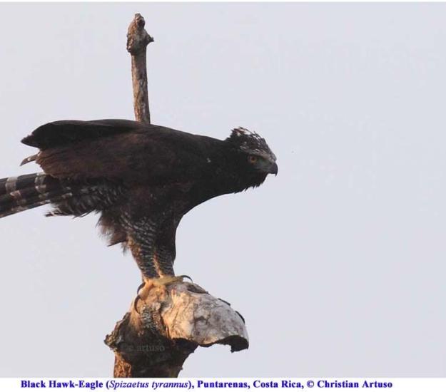 Águila Tirana (Spizaetus tyrannus)