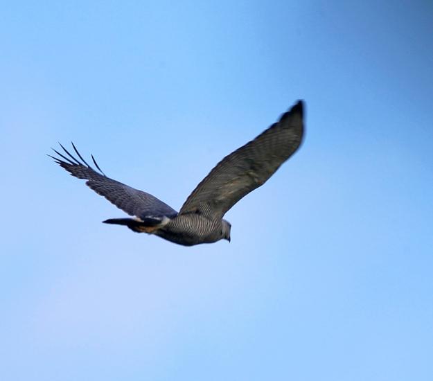 Aguililla Gris Meridional (Buteo nitidus)