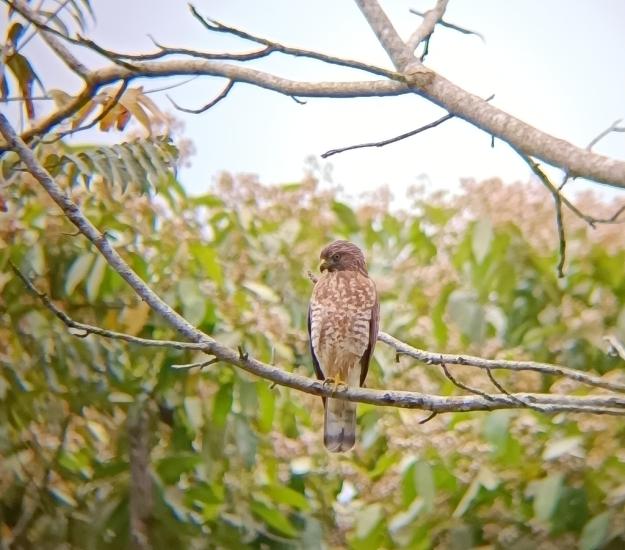 Aguililla Alas Anchas (Buteo platypterus)