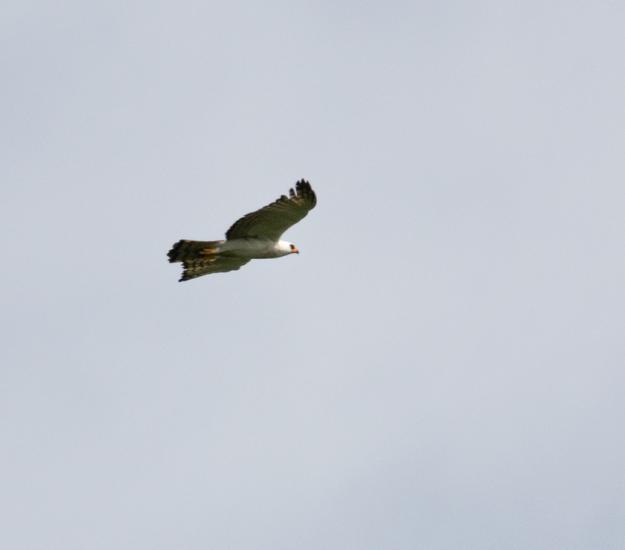 Águila Albinegra (Spizaetus melanoleucus)