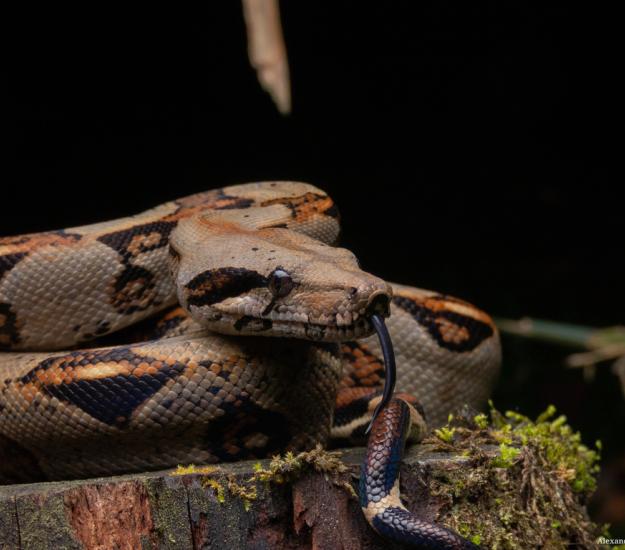 Béquer (Boa imperator)