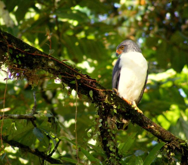 Busardo Semiplomizo (Leucopternis semiplumbeus)
