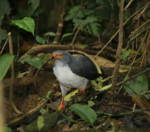 Busardo Semiplomizo (Leucopternis semiplumbeus)