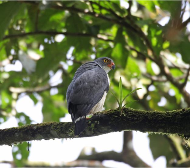 Busardo Semiplomizo (Leucopternis semiplumbeus)