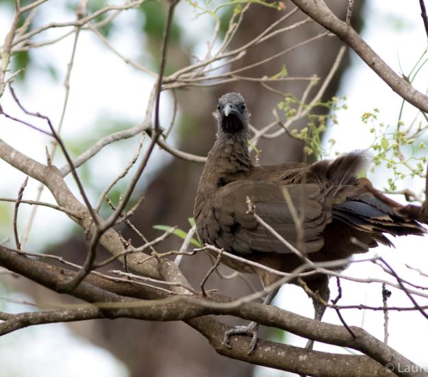 Chachalaca Oriental (Ortalis vetula)