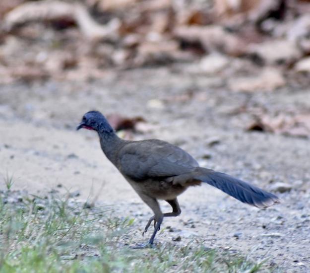 Chachalaca Oriental (Ortalis vetula)