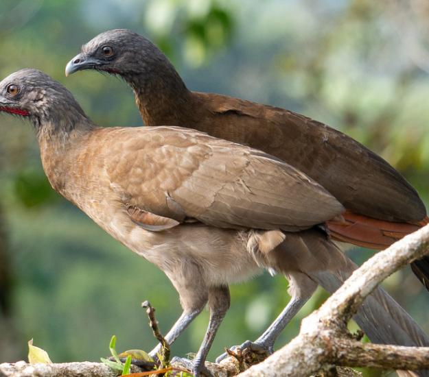 Chachalaca Oriental (Ortalis vetula)