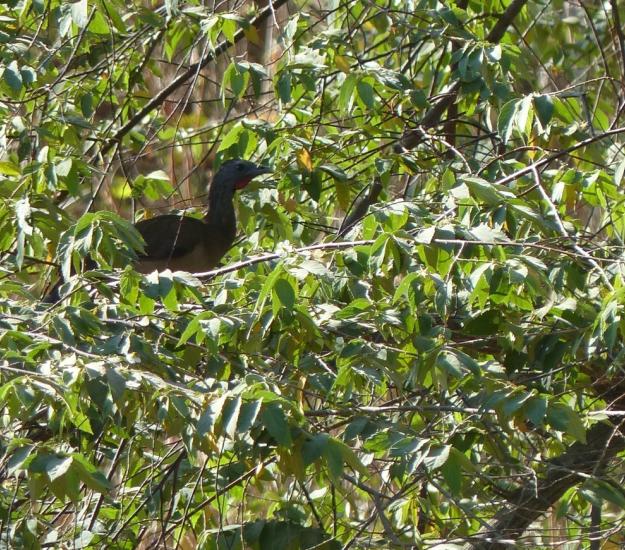 Chachalaca Oriental (Ortalis vetula)